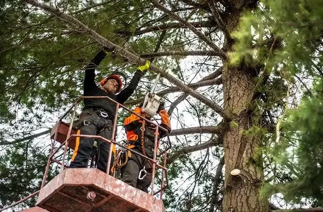 Arborist Service