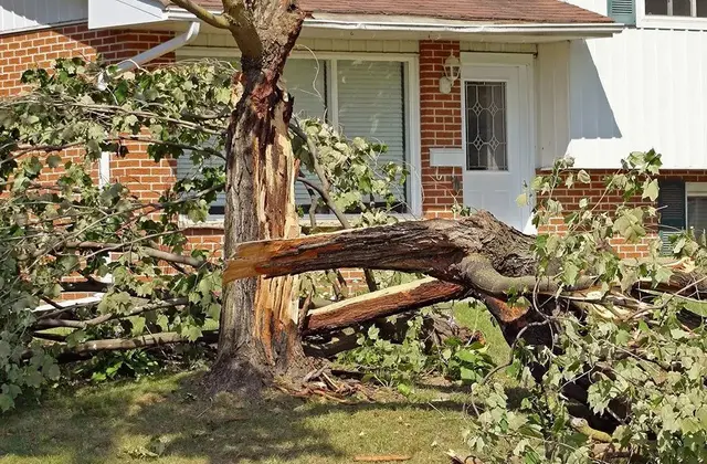 Emergency Tree Removal
