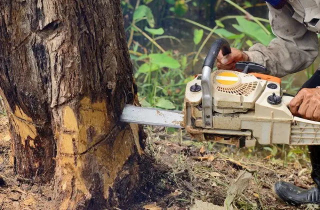 Tree Removal